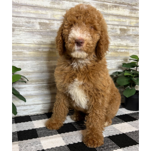 Poodle Puppy Nash