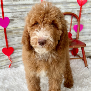 Poodle Puppy Nash