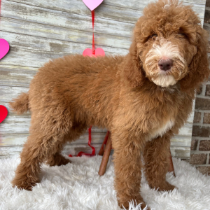Poodle Puppy Nash