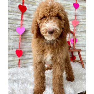 Poodle Puppy Nash