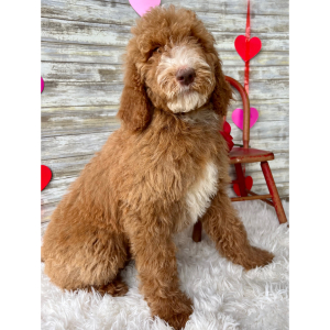 Poodle Puppy Nash