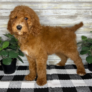 Poodle Puppy Gemma