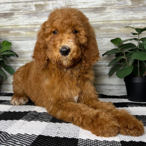Poodle Puppy Gemma