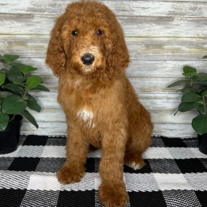 Poodle Puppy Gemma