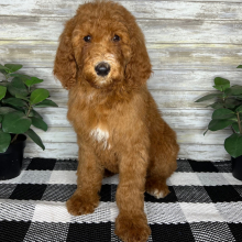 Poodle Puppy Gemma