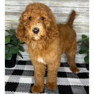 Poodle Puppy Gemma