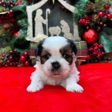 Shih Tzu Puppy Delbert
