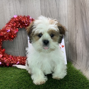 Shih Tzu Puppy Delbert