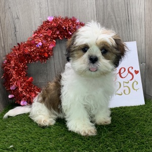 Shih Tzu Puppy Delbert