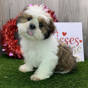 Shih Tzu Puppy Delbert