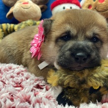 Shiba Inu Puppy Yasu