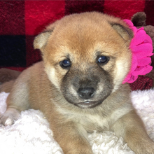 Shiba Inu Puppy Yasu