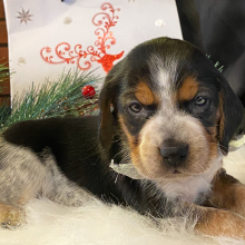 Beagle Puppy Musketeer