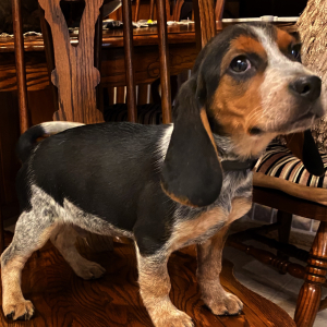 Beagle Puppy Musketeer