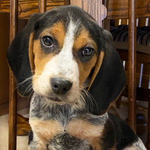 Beagle Puppy Musketeer