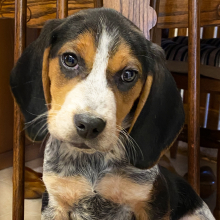 Beagle Puppy Musketeer