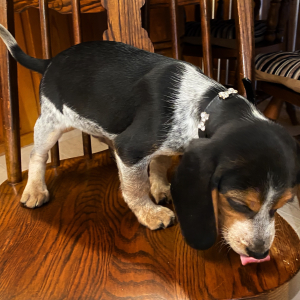 Beagle Puppy Musketeer