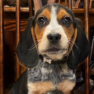 Beagle Puppy Musketeer