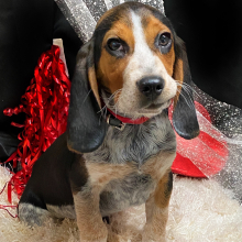 Beagle Puppy Musketeer