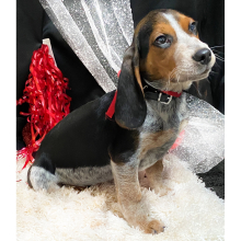 Beagle Puppy Musketeer