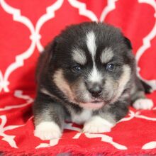 Pomsky Puppy Vanilla