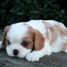 Cavalier King Charles Spaniel Puppy Peter