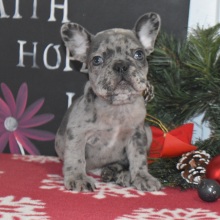 French Bulldog Puppy Austin