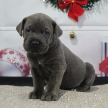 Cane Corso Puppy Warren