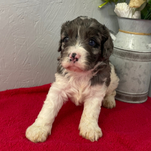 Cavapoo Puppy Lena
