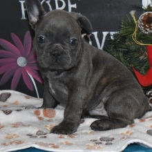 French Bulldog Puppy Jess
