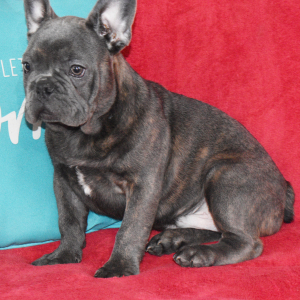 French Bulldog Puppy Jess