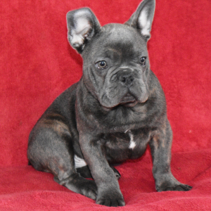 French Bulldog Puppy Jess