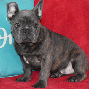 French Bulldog Puppy Jess
