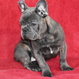 French Bulldog Puppy Jess