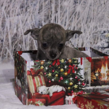 Chihuahua Puppy Harlie