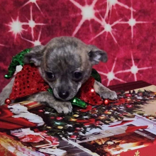 Chihuahua Puppy Harlie