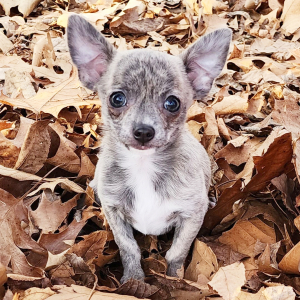 Chihuahua Puppy Harlie