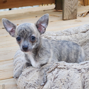 Chihuahua Puppy Harlie