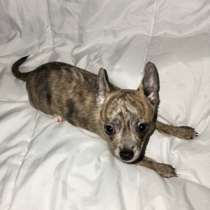 Chihuahua Puppy Harlie