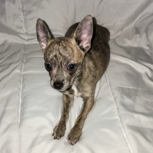 Chihuahua Puppy Harlie