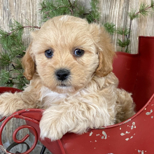 Shihpoo Puppy Highlander