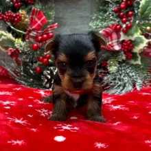 Yorkshire Terrier Puppy Donnie