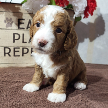 Goldendoodle Puppy Elias