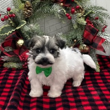 Havanese Puppy Zach