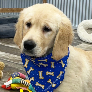 Golden Retriever Puppy Durby