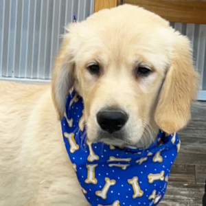 Golden Retriever Puppy Durby