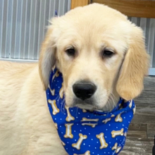 Golden Retriever Puppy Durby