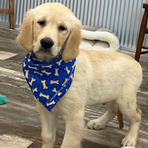 Golden Retriever Puppy Durby