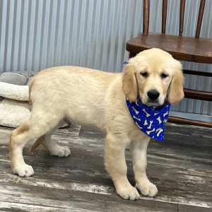 Golden Retriever Puppy Durby