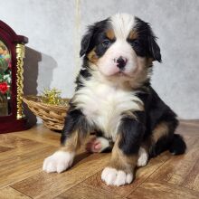 Bernese Mountain Dog Puppy Gigi